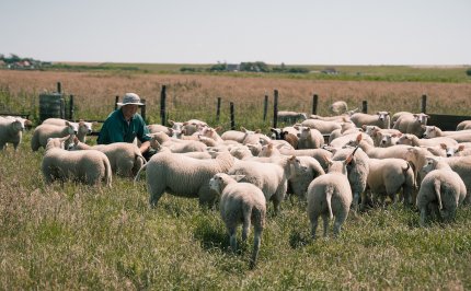 Op schapeneiland Texel is het lamsseizoen aan