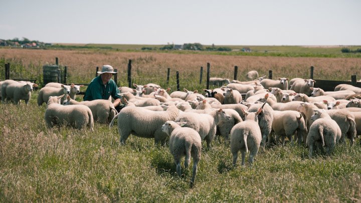 Op schapeneiland Texel is het lamsseizoen aan