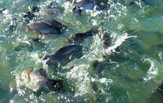 Future fish productions