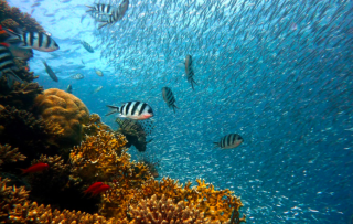 Fishy Facts