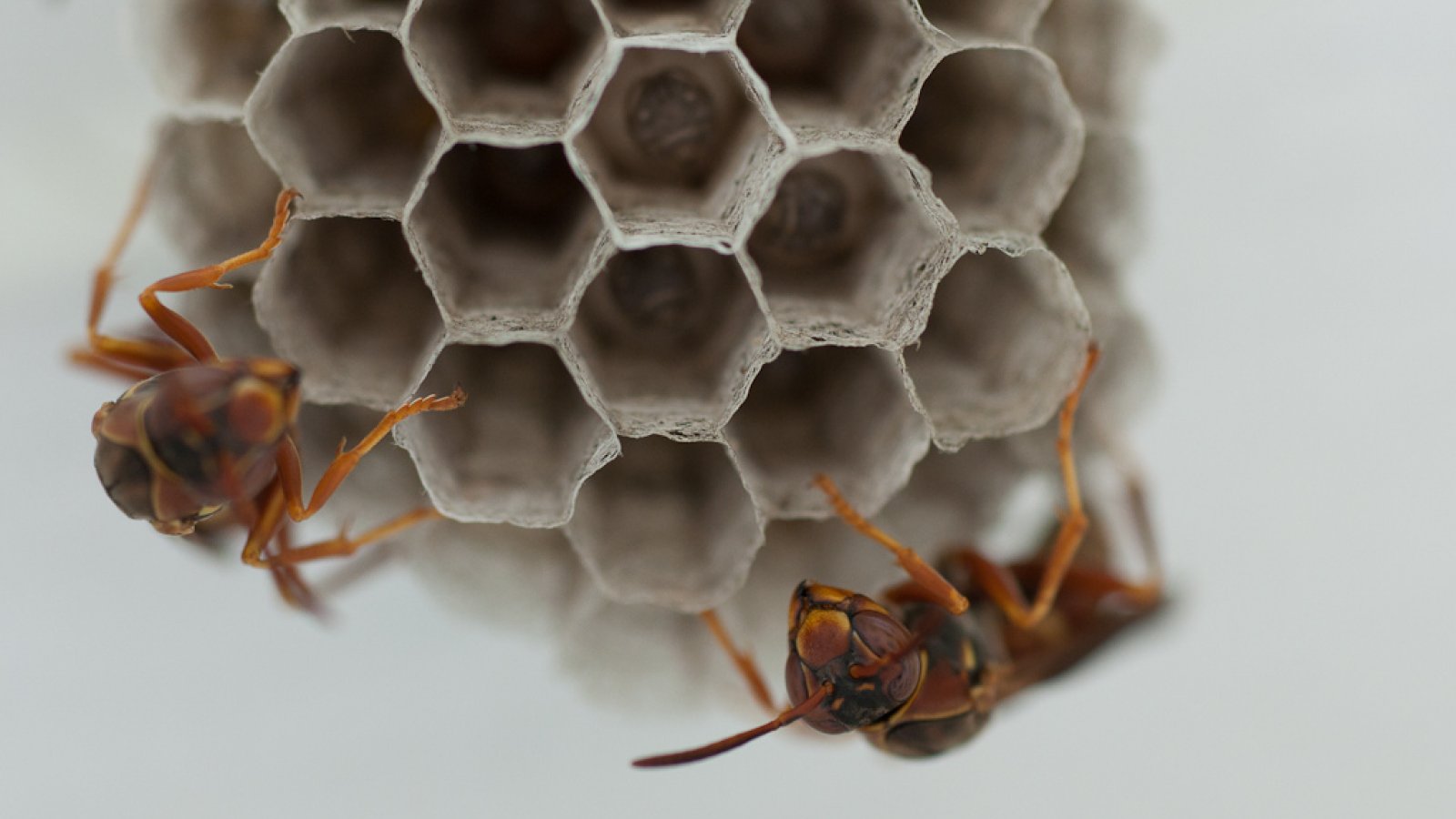 Medicinal food: Honey