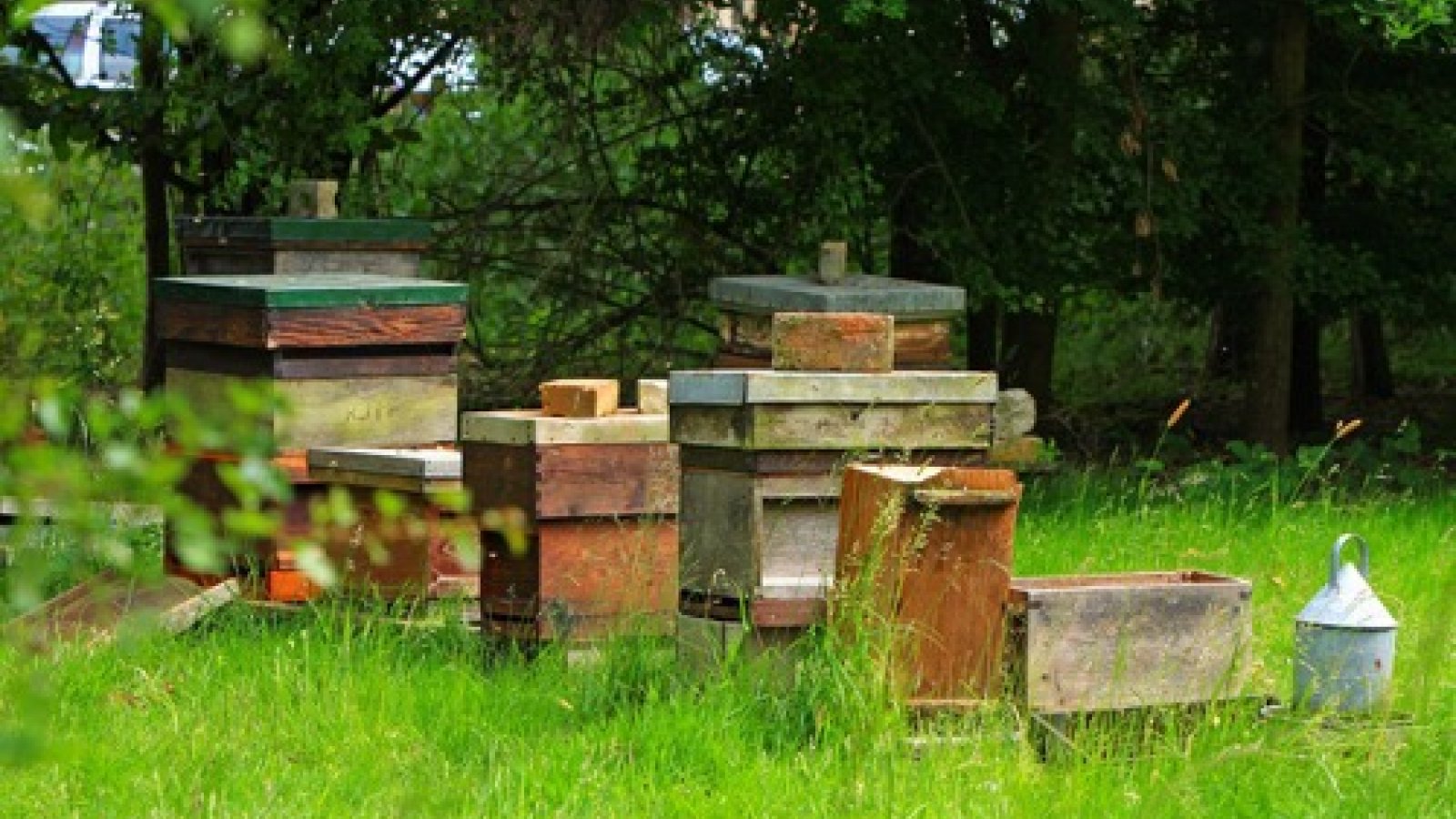 Waardevolle bijen