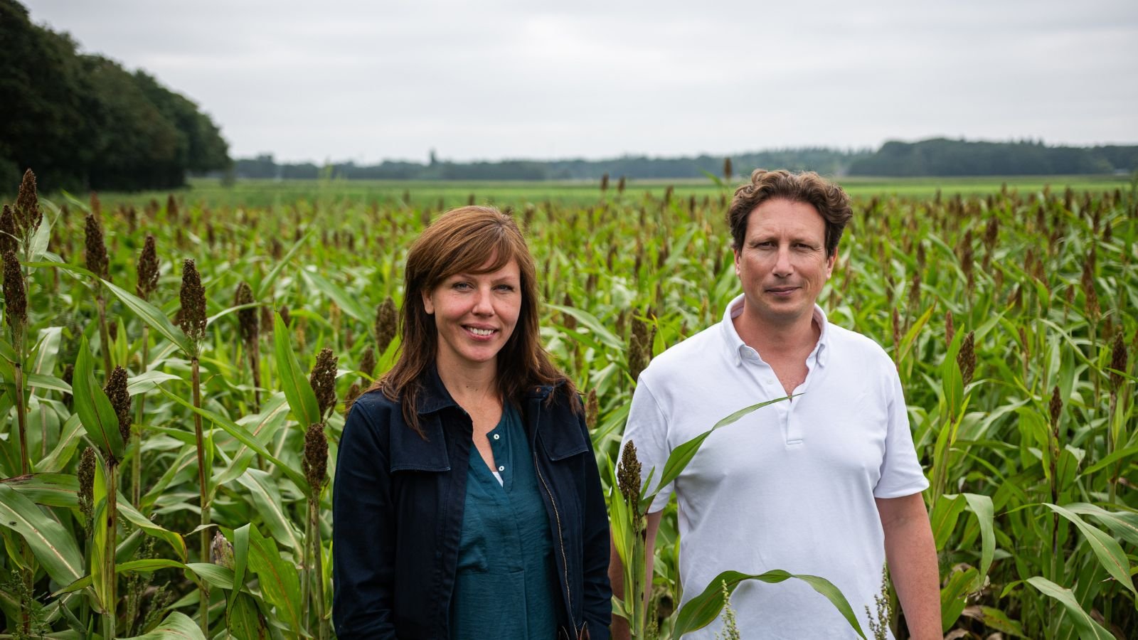 Springtail sorghum