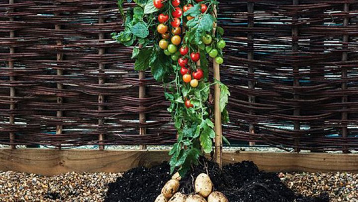 TomTato plant