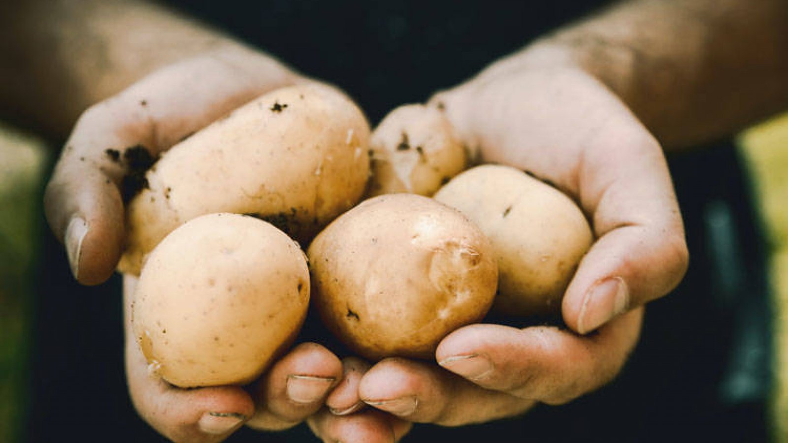 Van Zwol Aardappelen