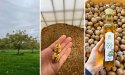 Veld 4 pioniert met Nederlandse walnotenteelt