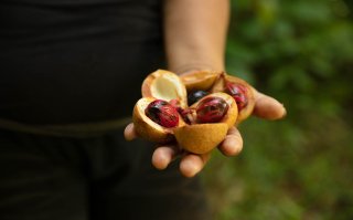 Verstegen wil het meest duurzame kruiden- en specerijenbedrijf ter wereld worden
