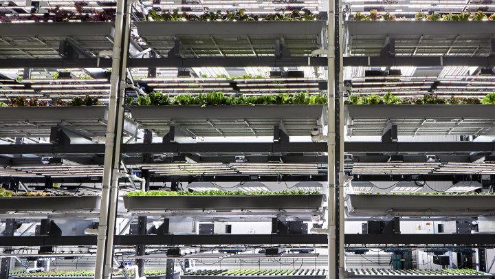 Vertical farms leveren volop aan supermarkten