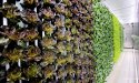 Dubbele signalen en gevoelens over vertical farming