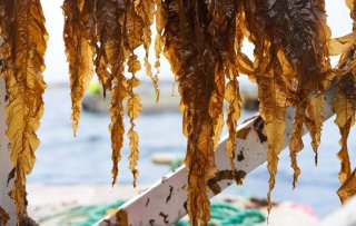 10 kansrijke zeewierinnovaties voor foodservice