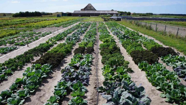 Six food service opportunities from saline agriculture