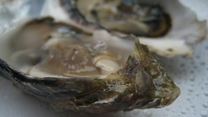 Ode aan de oester