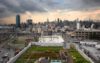 The Brooklyn Grange Farm