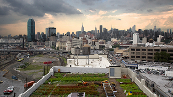 Gardening with a city view