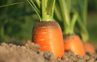 Sparkling vegetables