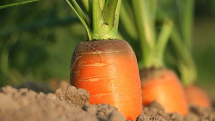 Sparkling vegetables