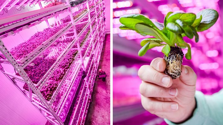 Indoor farming