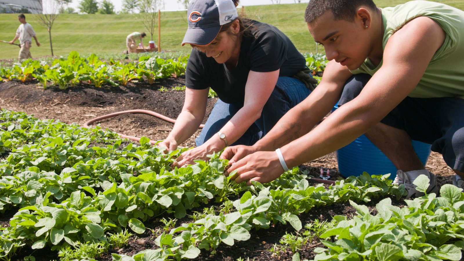 Social garden at Kraft Foods