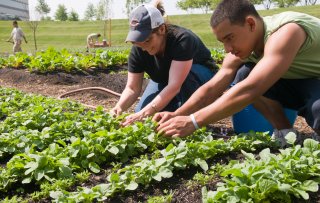 Social garden at Kraft Foods