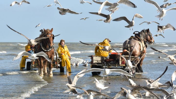 Het 500 jaar oude ambacht van paardenvissen