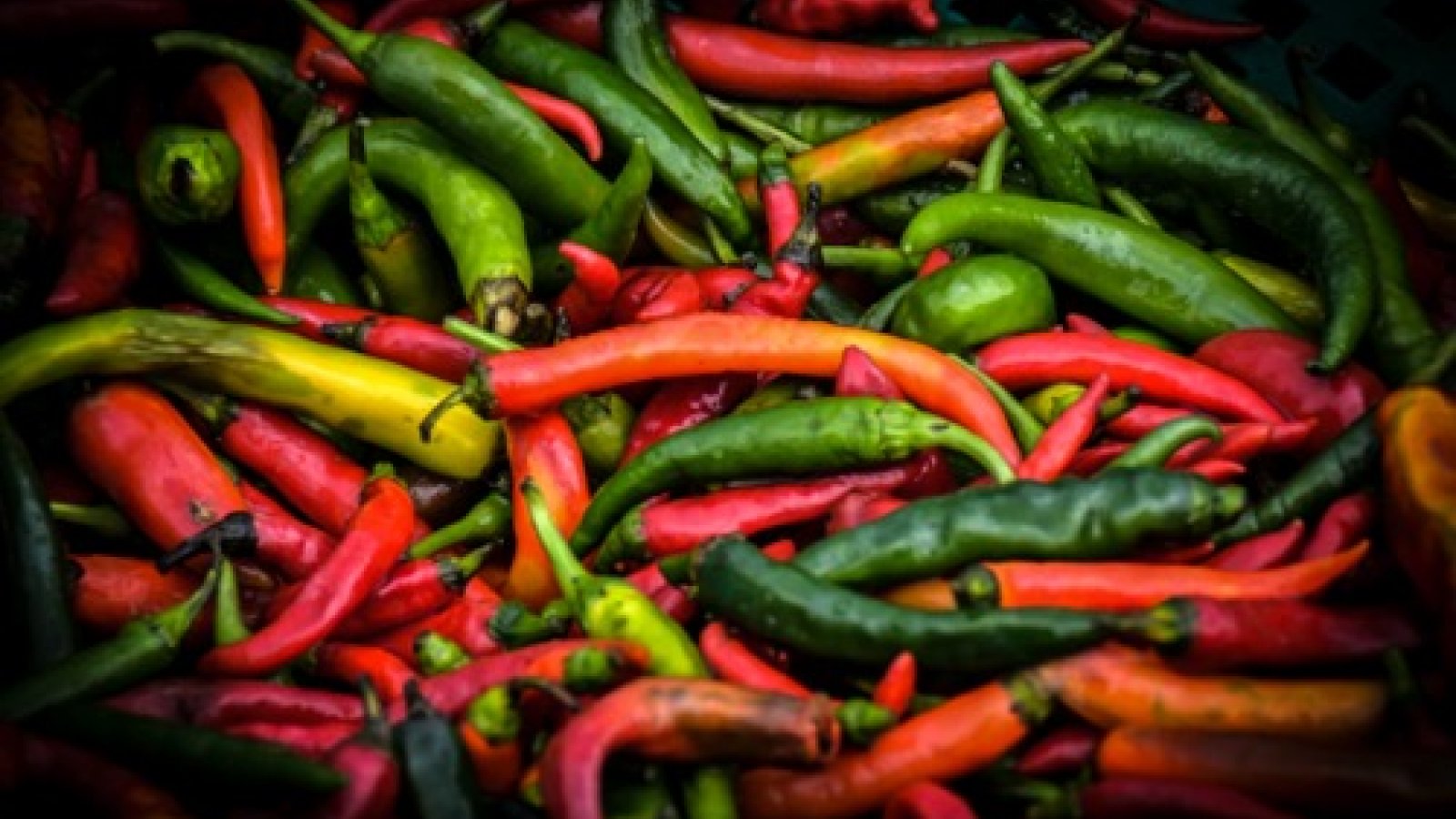 Chillies to be tasted