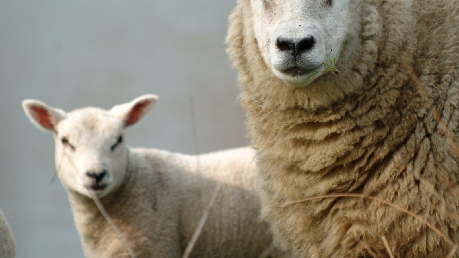 Diner tussen schapen