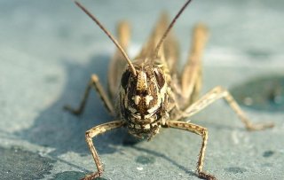 Insect candy bar