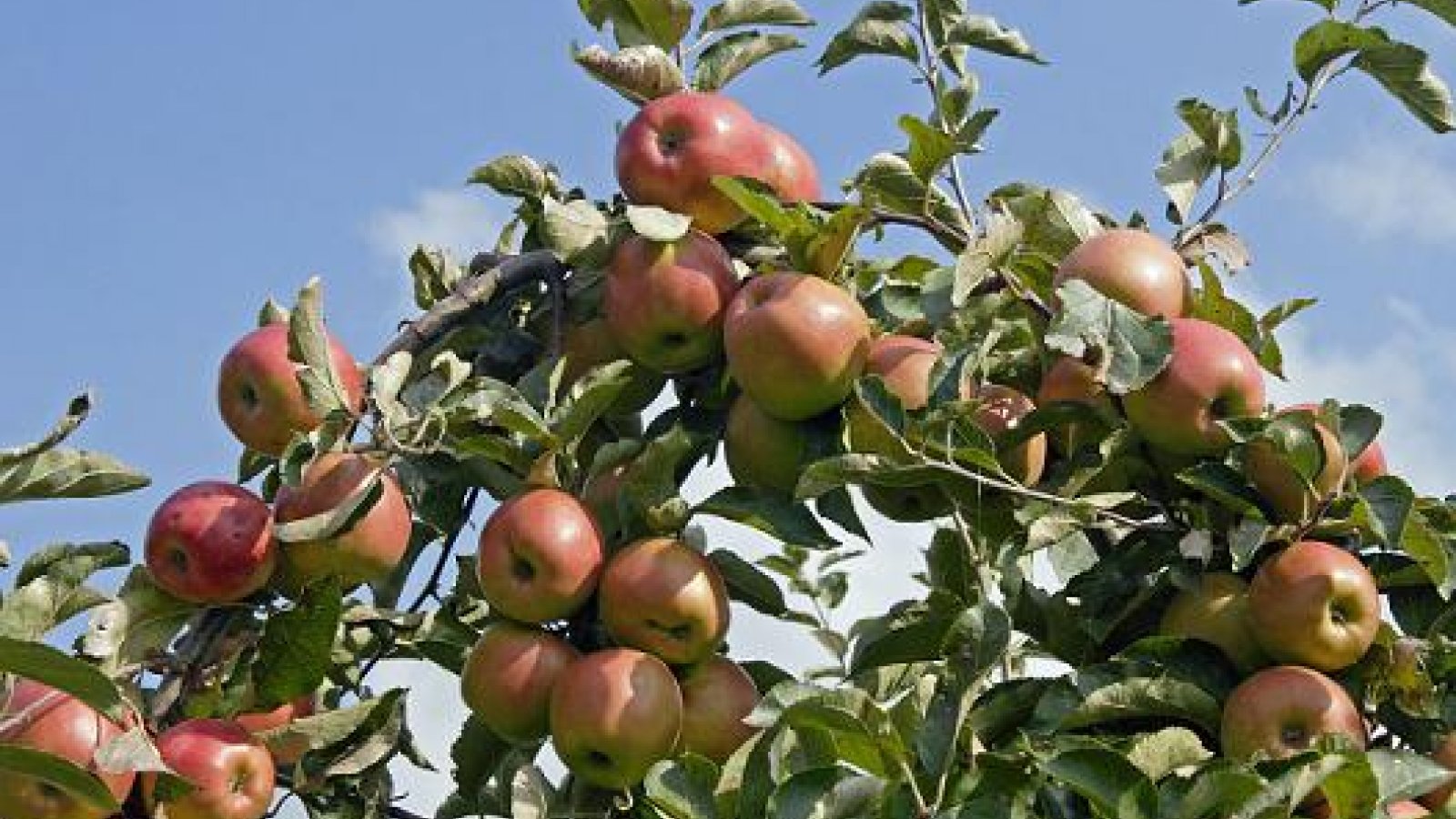 Blog: Appeltjes voor de dorst