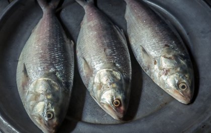 Duurzame vis wordt soms te duur door keurmerk