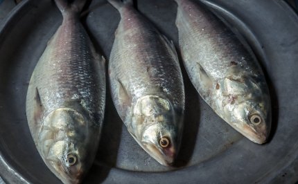 Verse vis slim inkopen: welke betaalbare en duurzame alternatieven zijn er?