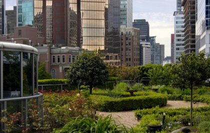 Beehives on the roof