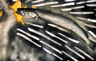 New magazine:  Future of Fish
