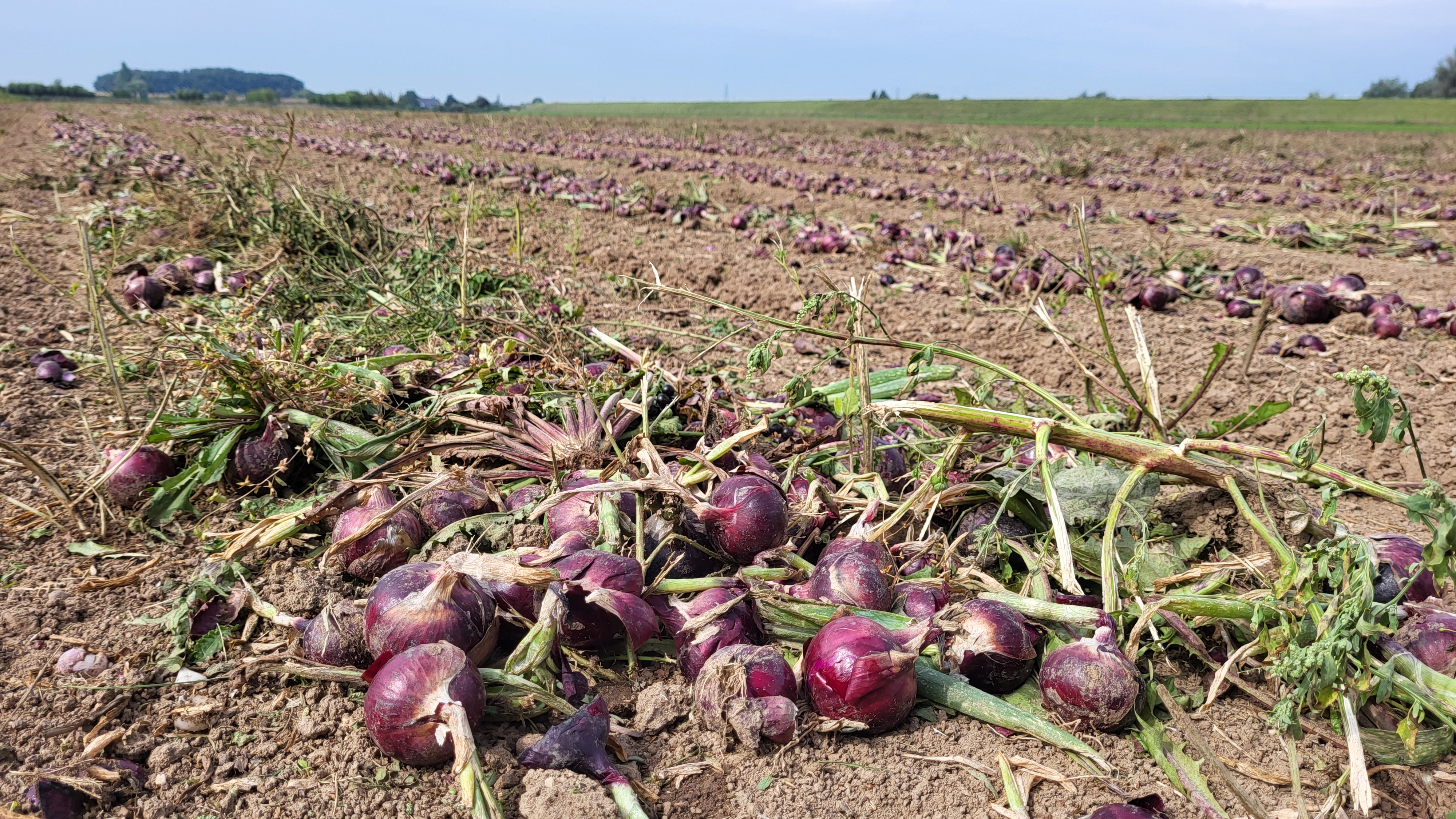 Gerooide uien op een van de akkers van Ekoboerderij de Lingehof