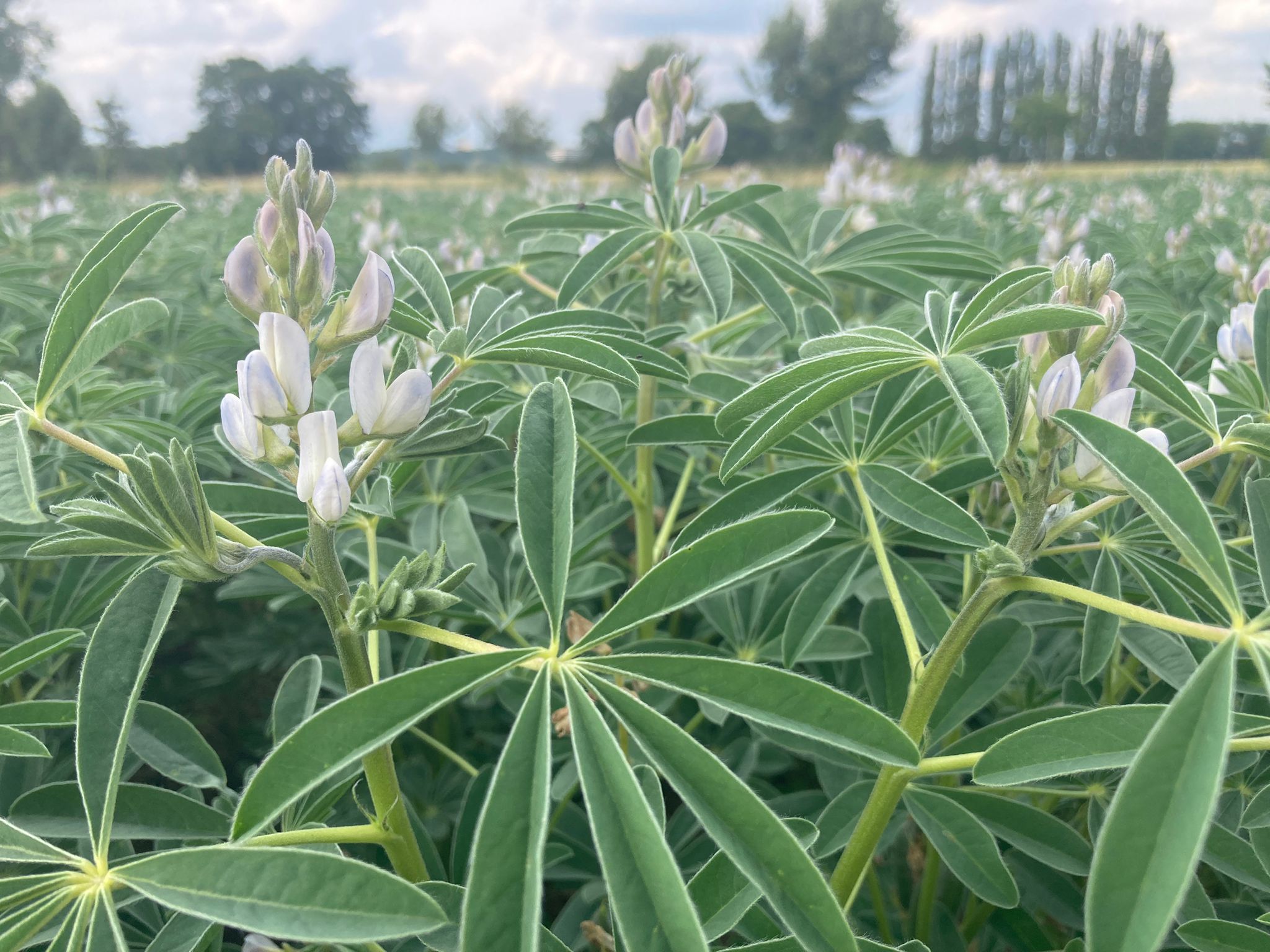 Lupineveld, foto door: Wieteke Posthumus