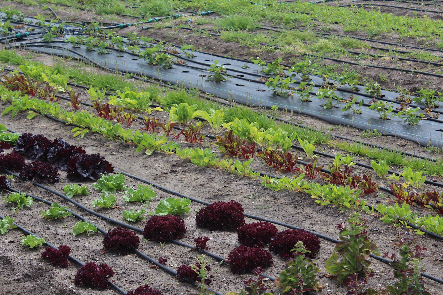 Test crops at the pilot farm on Texel, The Netherlands, photo by David van Mill 