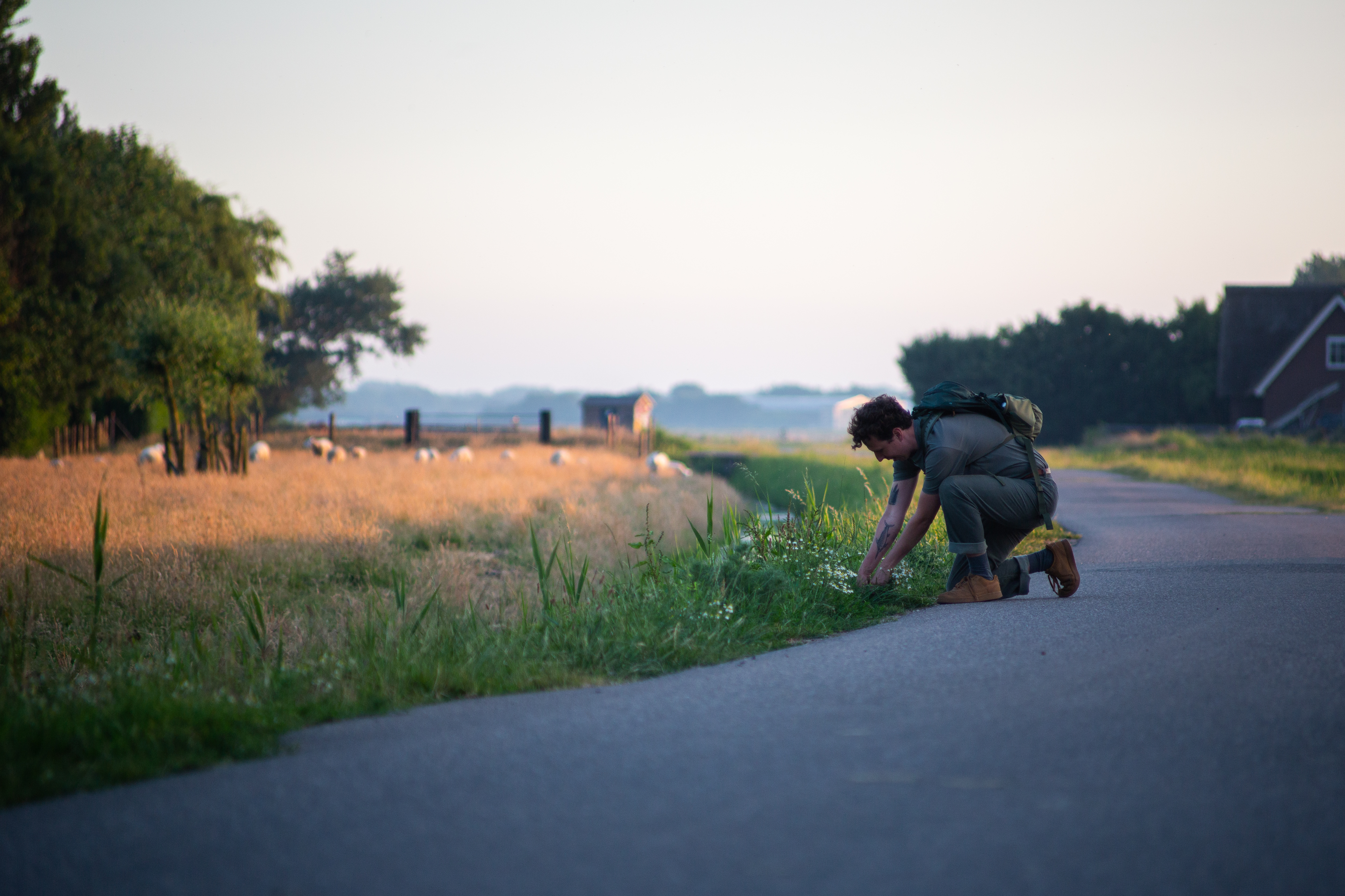  Brian Luikel plukt wilde kamille in de polder