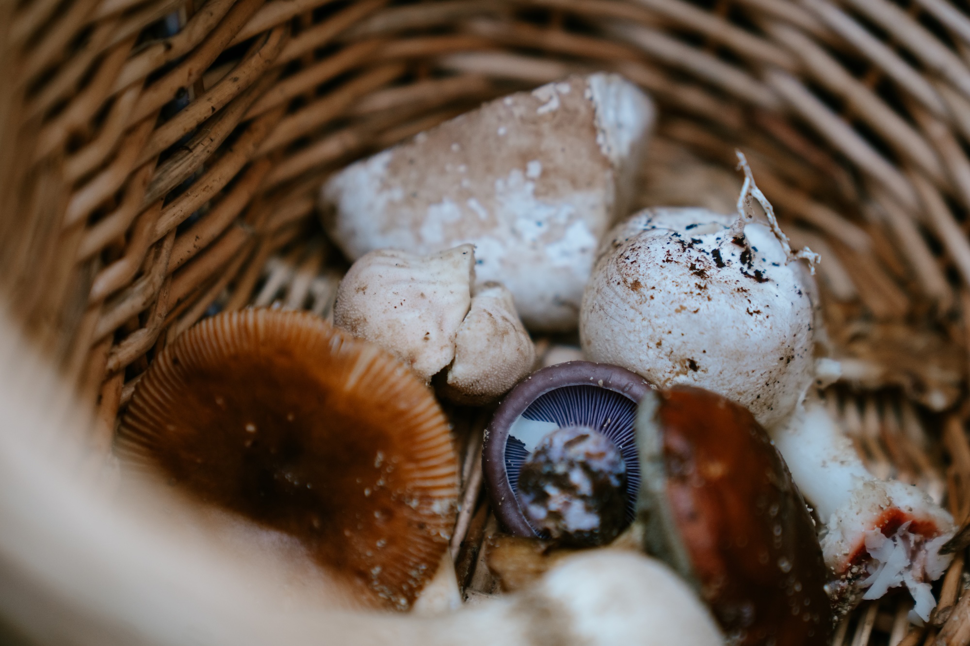 Paddenstoelen verzamel je in een mand, anders blijft er weinig van over