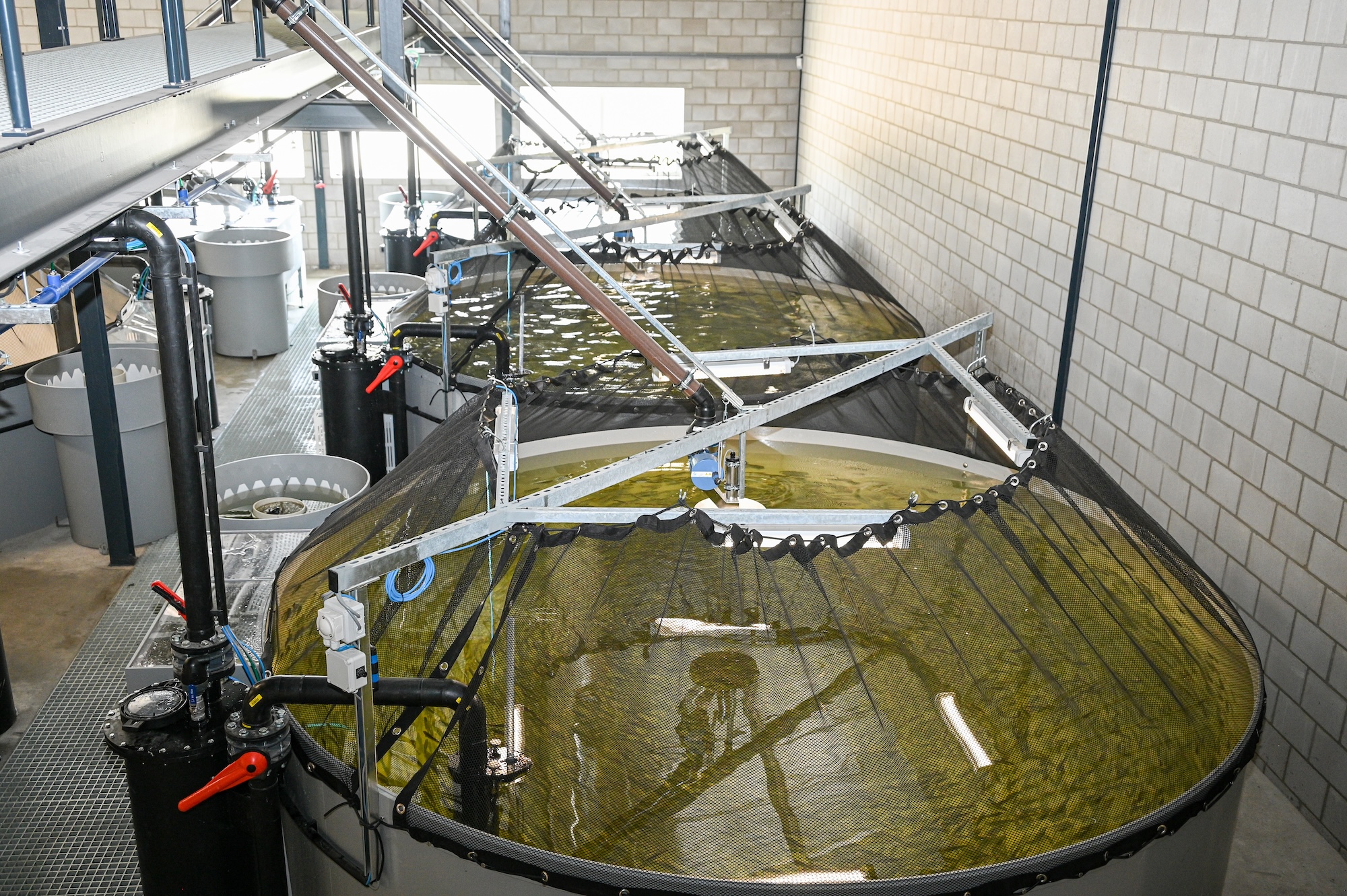 De eerste lichting vissen is binnen gekweekt, terwijl de boerderij werd gebouwd en de techniek doorontwikkeld