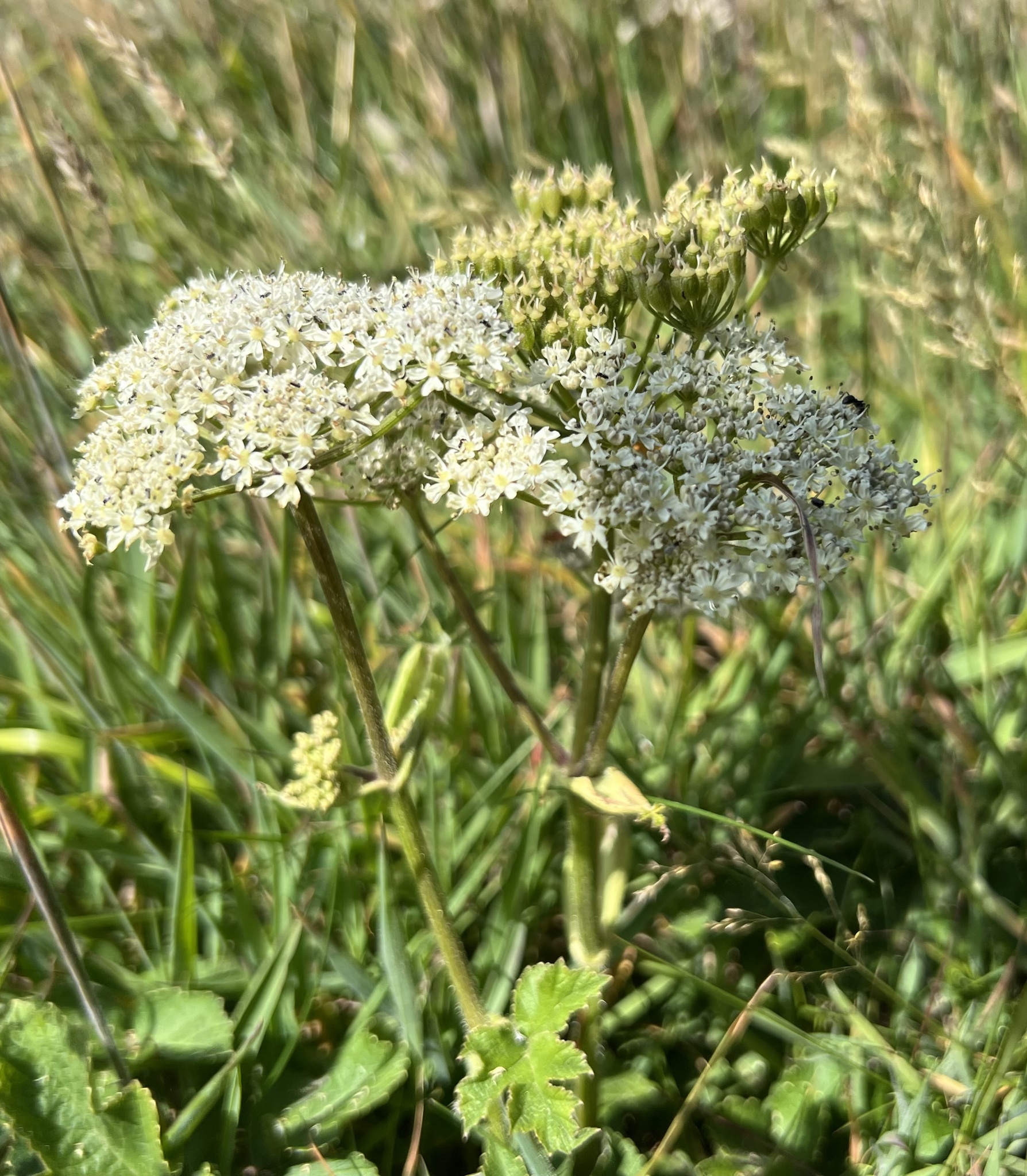 Gewone berenklauw in bloei, iets later in het seizoen
