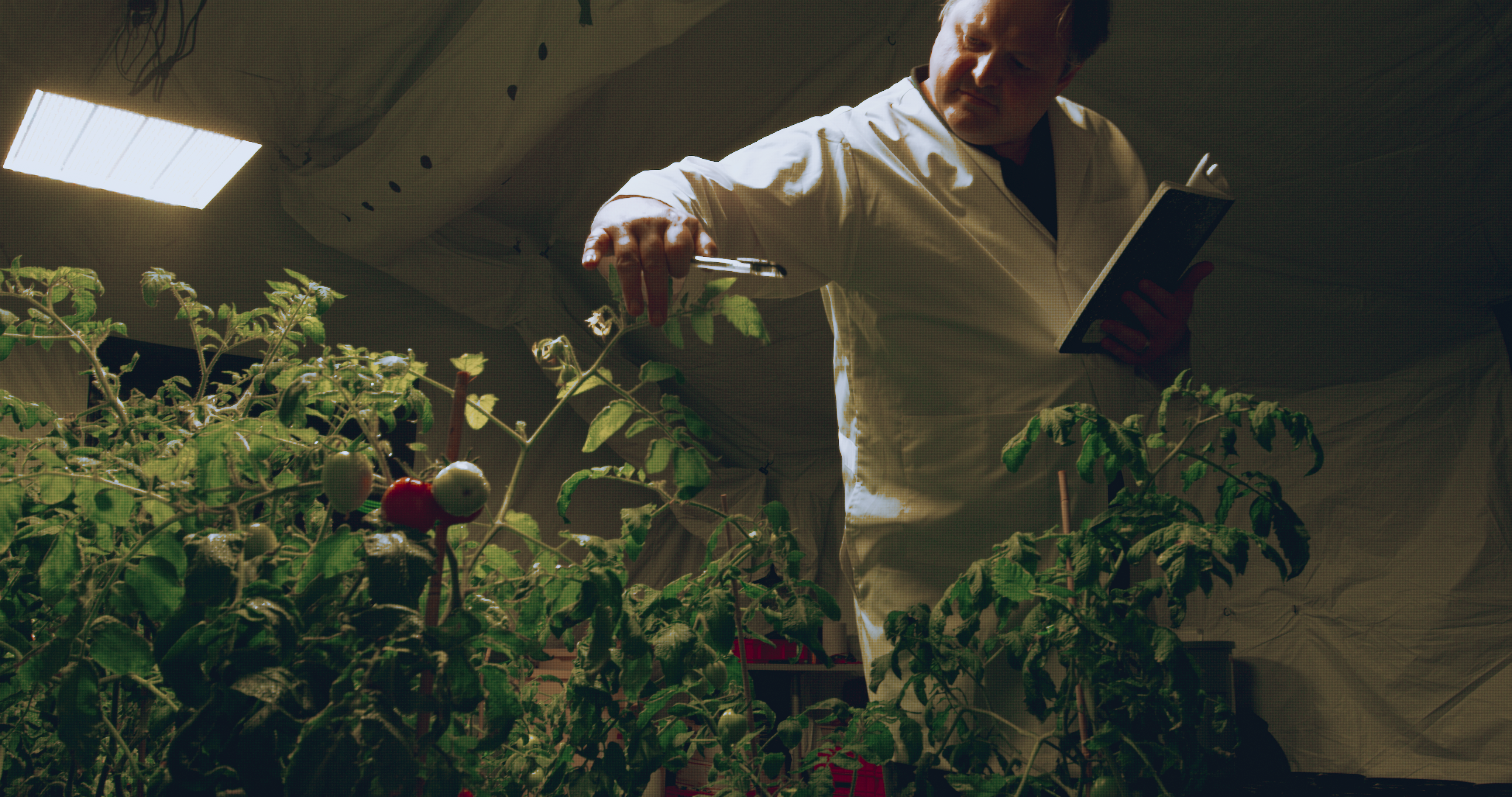 De tomatenplanten in Marskas RedHouse