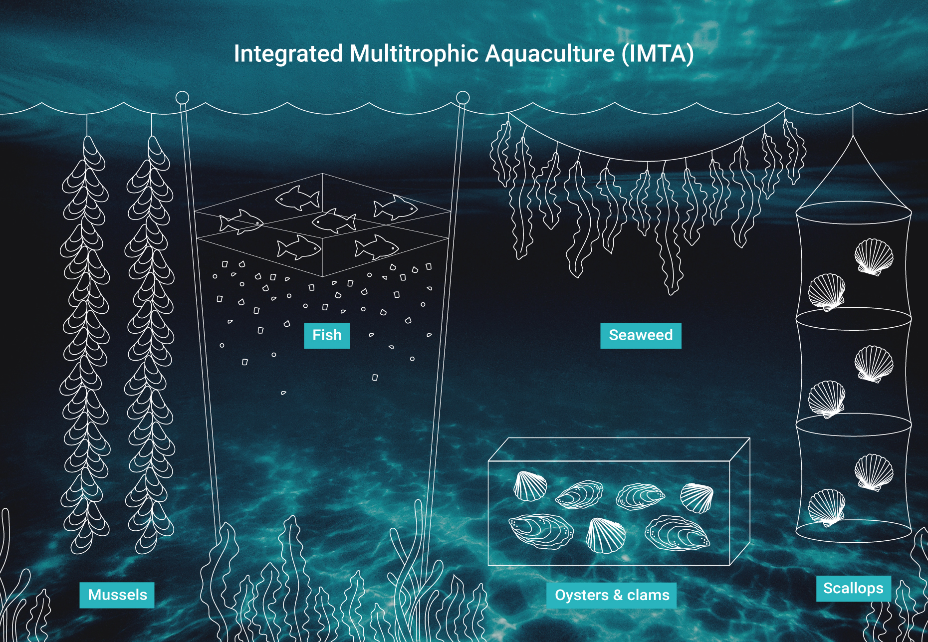 Schematic visualization of the co-cultivated species on an IMTA farm