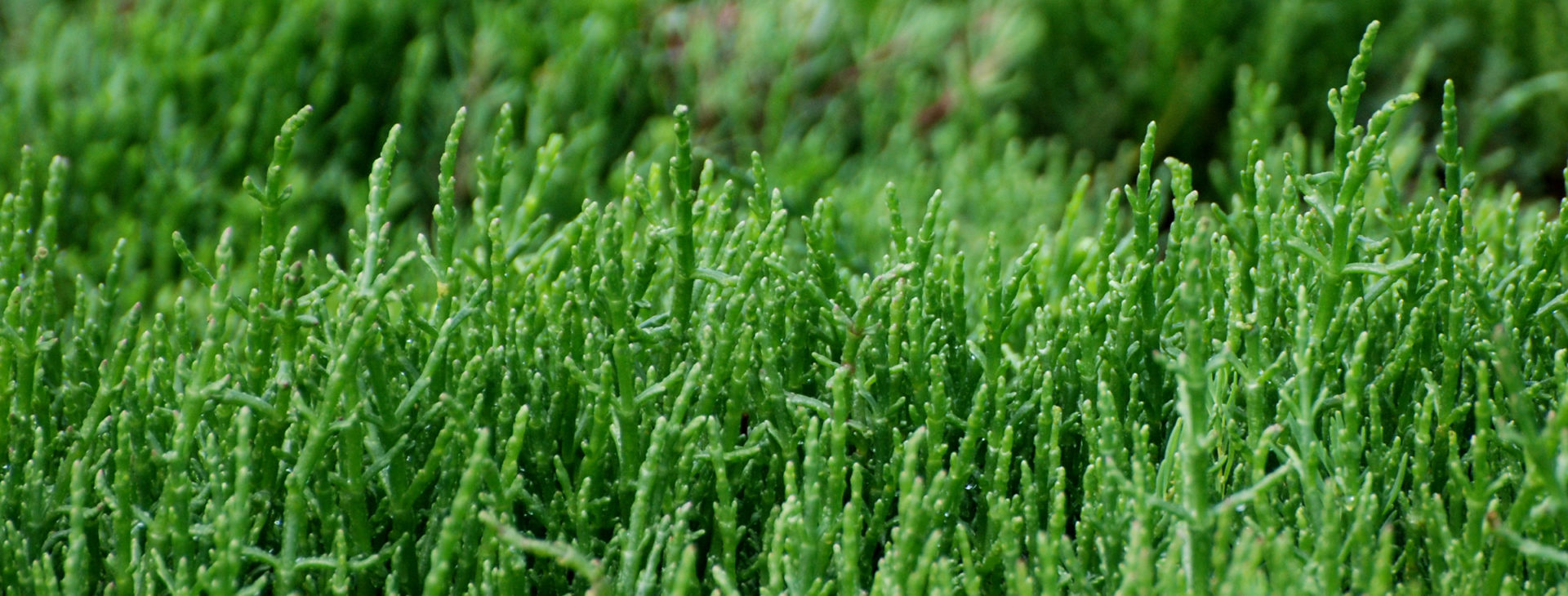 Zeekraal is een van de bekendere 'halofyten' ofwel zoutminnende planten