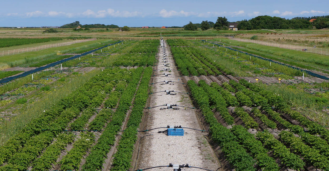 Tests with saline crops on the island of Texel, The Netherlands