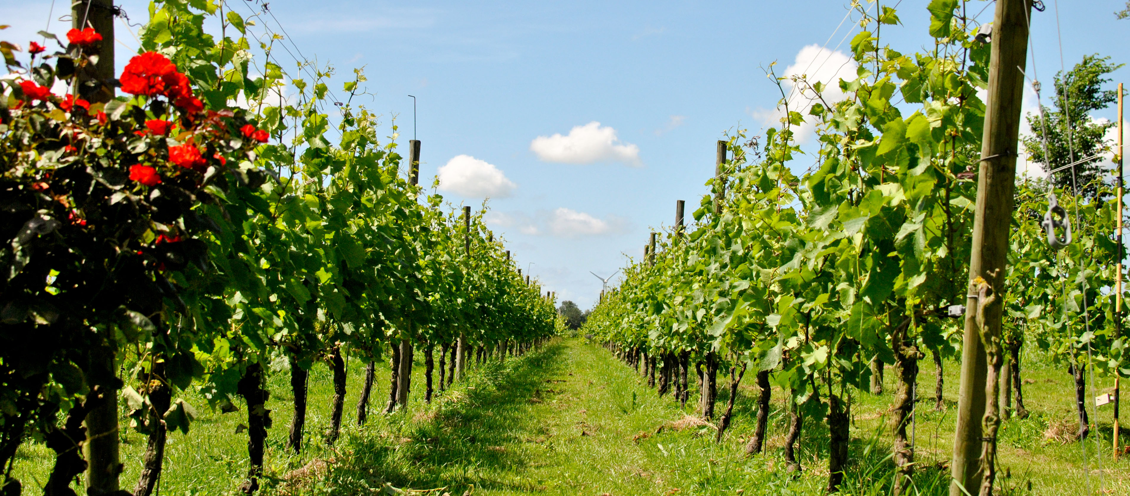 De wijngaard van Zwirs 